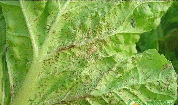 大白菜有哪些常见病害？大白菜常见病害及其防治方法