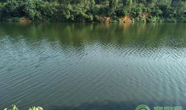 水产养殖知识：肥水养殖虾的优缺点分析