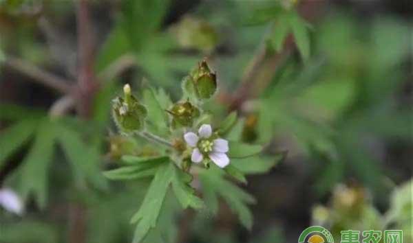 麦田怎么除草？高效识别杂草是防治的关键
