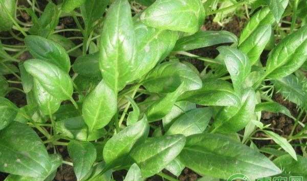阳台菠菜怎么种?阳台菠菜种植方法及注意事项