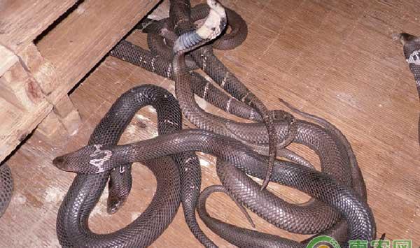 各个阶段的蛇的饲养管理技术