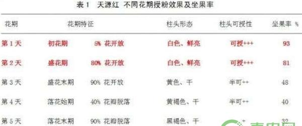 红肉软枣猕猴桃授粉
