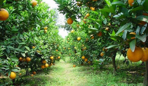 秋季果树施肥方法及注意事项