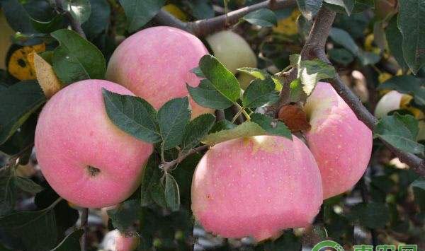 目前苹果生产中亟待解决的几个问题