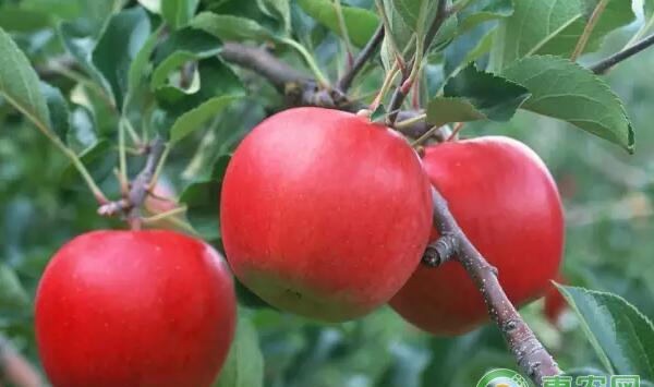 什么时候栽植果树成活率高?果树栽植季节选择
