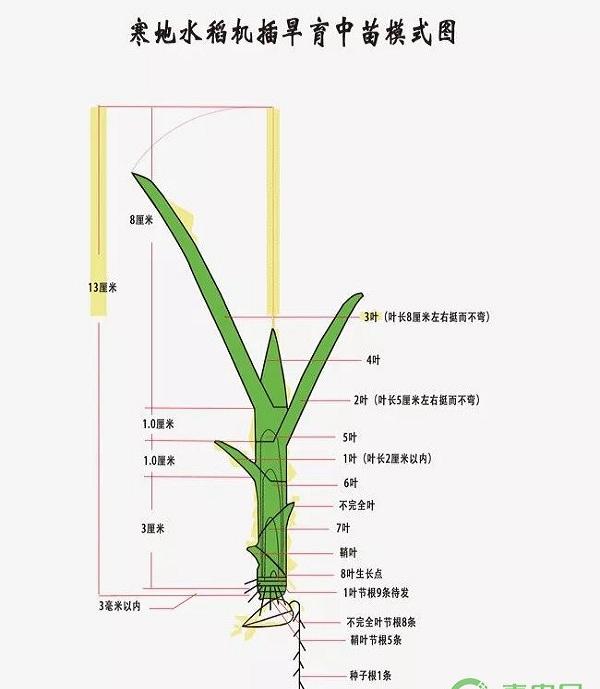 浅析寒地水稻叶龄诊断栽培技术的试验及科学应用
