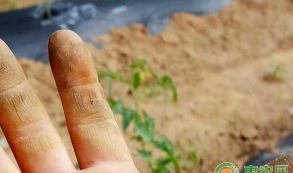 西红柿白色绒毛里的小秘密你知道多少