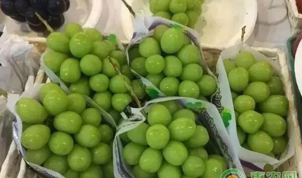 葡萄种植经验分享：夫妻俩种植葡萄成了村里的典范(附葡萄种植技巧)