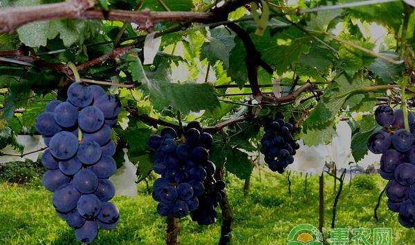 葡萄冬季管理技术：冬剪清园与保护越冬