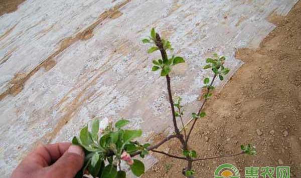 苹果幼树怎么进行修剪？