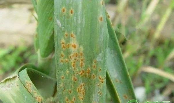 秋大蒜有哪些常见病害？秋大蒜常见病害及其防治方法