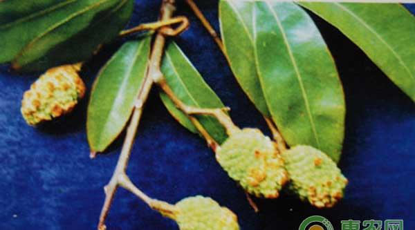 荔枝瘿螨有何危害？如何防治荔枝瘿螨？