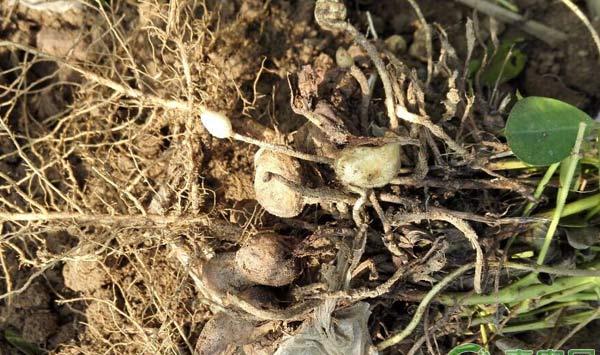 花生白绢病防治措施