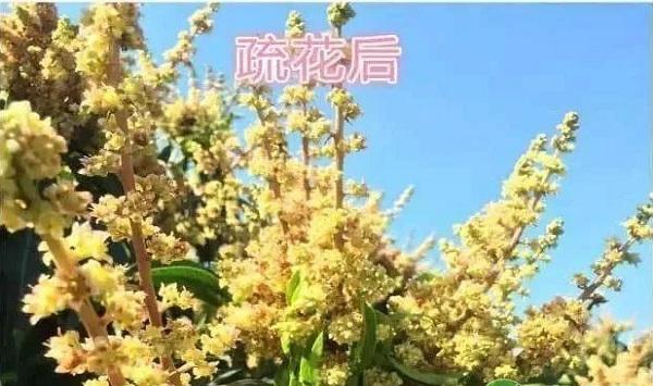 芒果怎么疏花疏果？芒果疏花疏果管理技术要点