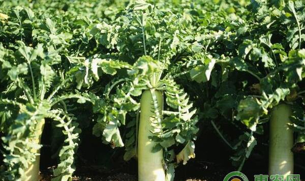 冬天不知道种什么菜?这四种好吃耐冻的菜值得一试!