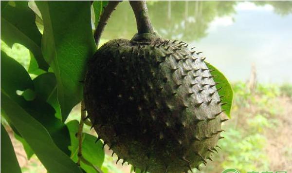 番荔枝怎么种植？番荔枝高效种植技术
