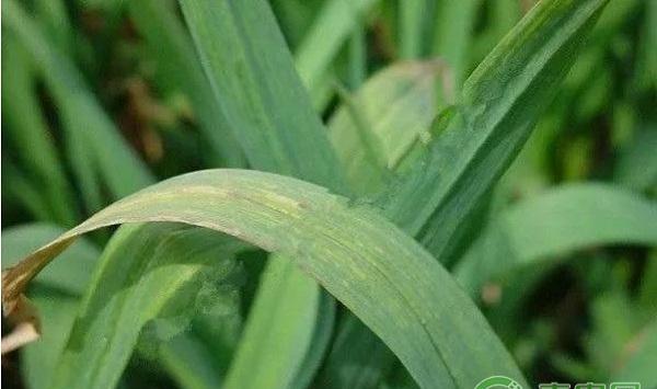 秋大蒜有哪些常见病害？秋大蒜常见病害及其防治方法