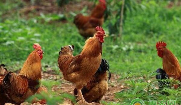 鸡猝死综合症病因及症状