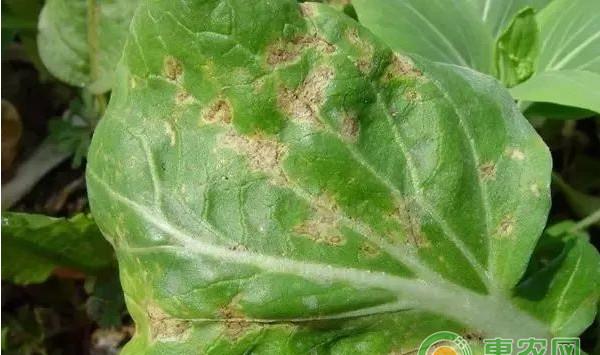 大白菜有哪些常见病害？大白菜常见病害及其防治方法