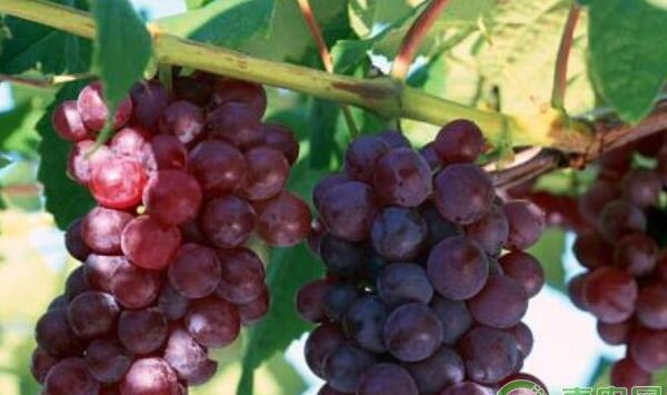 葡萄生理性病害