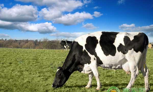 奶牛繁育有哪些注意事项？