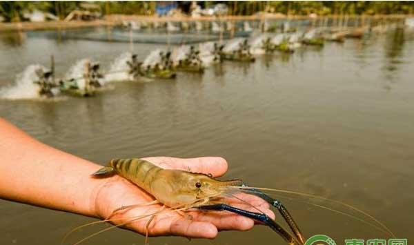 水产养殖：对虾黄鳃黑鳃怎么回事?(内附解决措施)