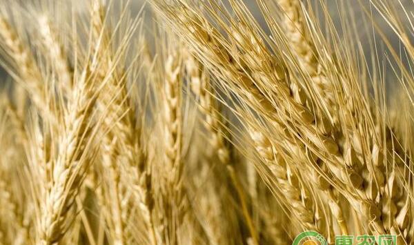 小麦死苗出现原因及防治技术