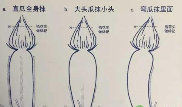西葫芦蘸花发生药害了怎么办？怎么防治？