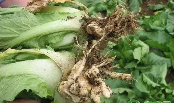 大白菜有哪些常见病害？大白菜常见病害及其防治方法