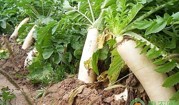 冬季萝卜种植管理技术