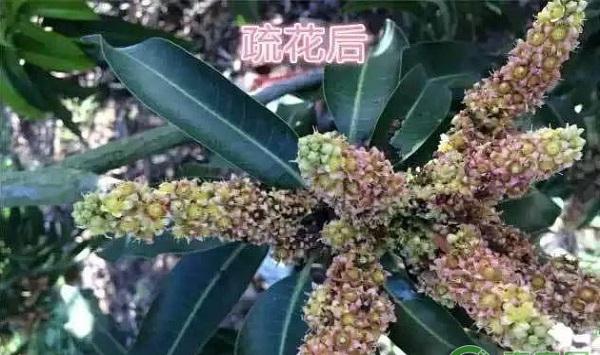 芒果怎么疏花疏果？芒果疏花疏果管理技术要点