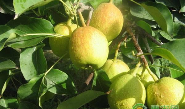 这些果树冬剪误区您撞上了吗?教您正确的果树冬剪技巧