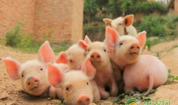 养猪干货分享：如何降低养猪成本?