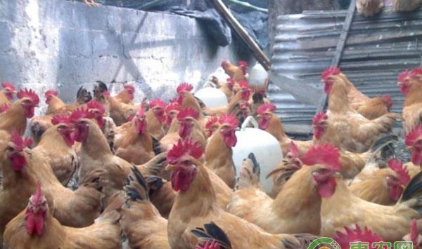 养鸡常见疾病治疗方法及注意事项