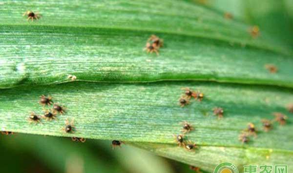 小麦病虫害关键防治技术