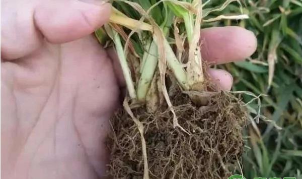 小麦有哪些常见病虫害？小麦常见病虫害及其防治措施