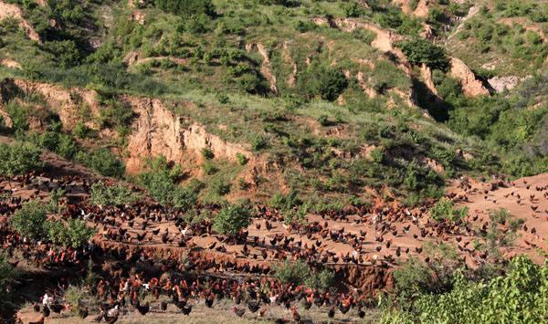 鸡场提高经济效益的八项养鸡技巧