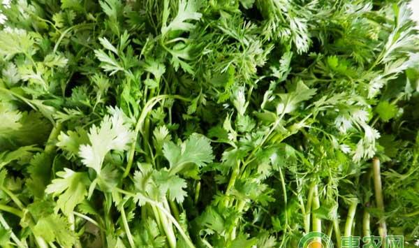 香菜无公害管理技术