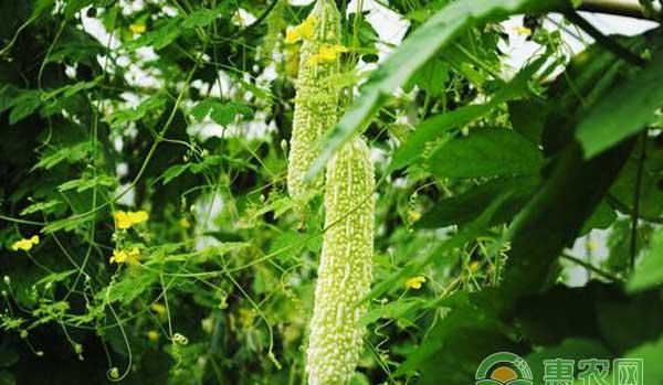 苦瓜怎么种？翠碧玉苦瓜无公害种植技术