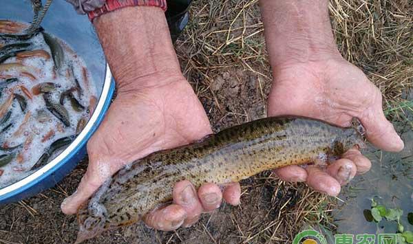 如何在稻田里养殖泥鳅？稻田泥鳅养殖技术