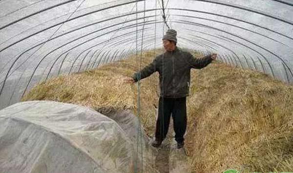 蔬菜防冻措施：做到这几点，你家蔬菜安全过冬天