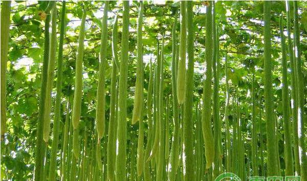 浅谈瓜类蔬菜化瓜的常见原因及防治措施
