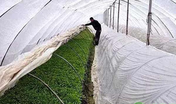 蔬菜防冻措施：做到这几点，你家蔬菜安全过冬天