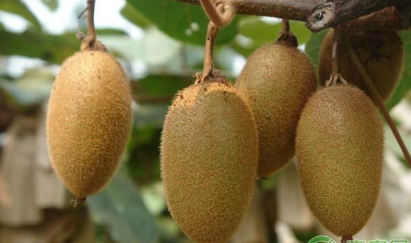 猕猴桃叶片4大病害诊断说明书