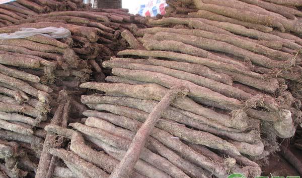 民工回乡创业年赚50万元：紫玉淮山栽培技术