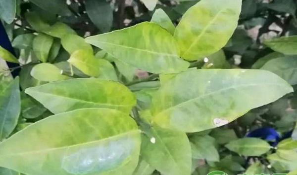 柑橘黄龙病如何识别和诊断？