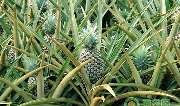 菠萝种植常见病虫害防治方法及精准施肥技术
