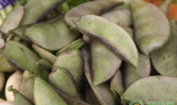 扁豆种植病虫危害防范技术