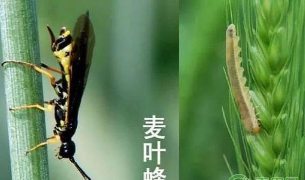 小麦有哪些常见病虫害？小麦常见病虫害及其防治措施
