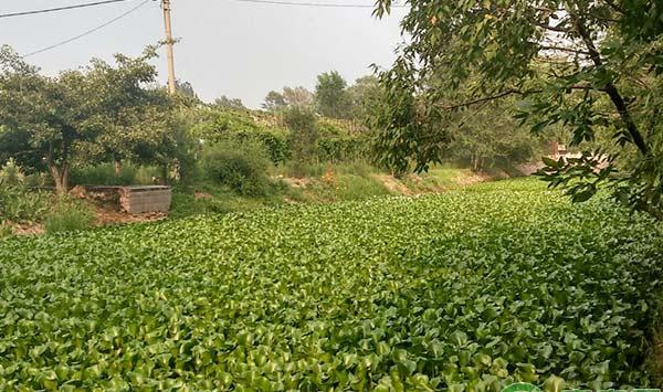 用这些喂养畜禽，成本低效益佳